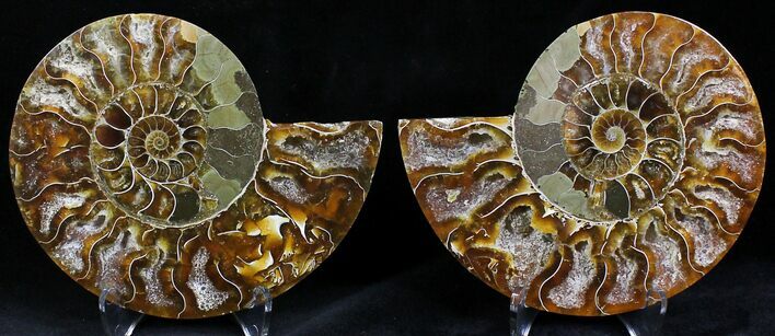 Polished Ammonite Pair - Million Years #22222